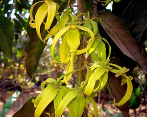 กระดังงา ylang ylang Cananga odorata flower
