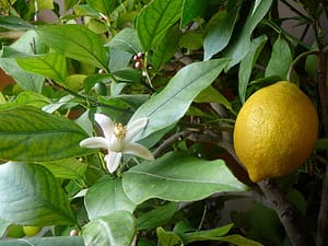 citrus limon lemon เลม่อน