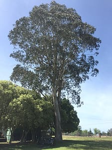 ยูคาลิปตัส บลู Eucalyptus_gobulus_ssp_bicostata