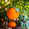 Citrus sinensis ส้ม