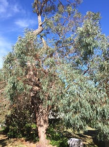 Eucalyptus_radiata_street_tree